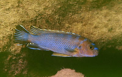 Pseudotropheus sp. 'variable kande' Kande Island